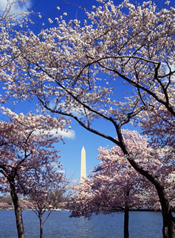 Cherry Blossoms